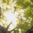 Arbor Tech - Tree Service