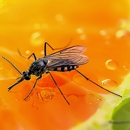 Clever Pest Solutions - Pest Control Equipment & Supplies