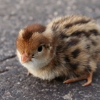Exotic Pets and More