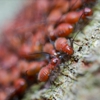 D & D Pest Control Services Inc gallery