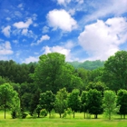 Beaver Tree Service Montgomery