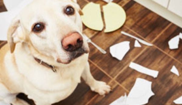 Melton Veterinary Clinic - Melton, VIC