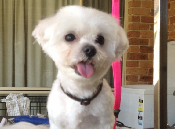 Lake Macquarie Dog Grooming - Eleebana, NSW