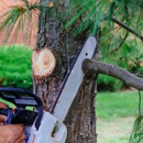 Aabraham Professional Tree Services - Tree Service