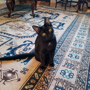 Nilipour Oriental Rugs - Birmingham, AL. Purrty Purrfect when everyone is quite content with their "art you can tread on"!  ���� Go Team Nilipour!