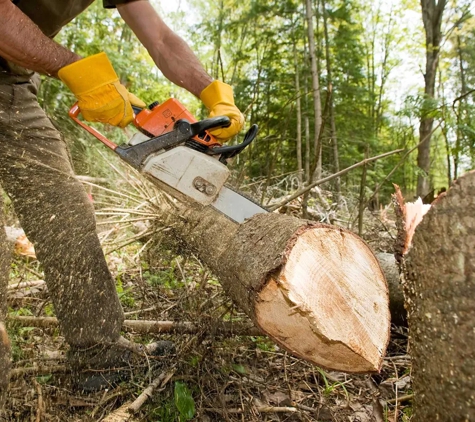 Woodstock Tree and Stump Removal - Coldstream, VIC