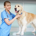 4 Paws Vet Hospital Cortney Jessee DVM