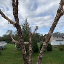 Affordable Tree Services By Roger & Sons - Tree Service