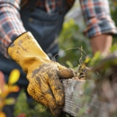 York Tree & Lawn Service - Tree Service
