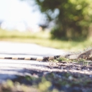 Indiana Wildlife Management - Pest Control Services