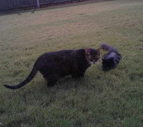 Creature Comfort Animal Clinic - Arlington, TX. Diesel and Two Socks