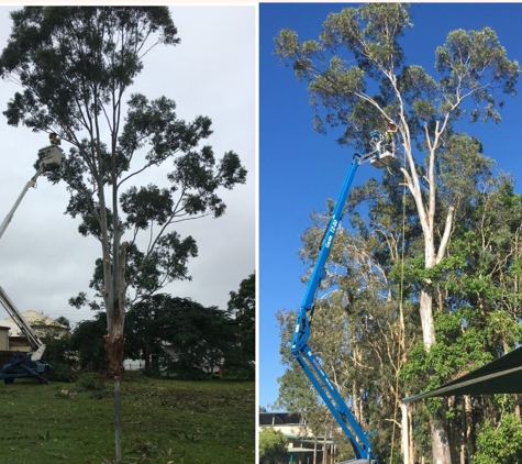 Active Tree Fellas - Urangan, QLD