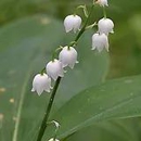 Lilly of the Valley Gut Health - Medical Clinics