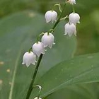 Lilly of the Valley Gut Health