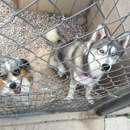 Anasazi Animal Bording & Grooming - Pet Grooming