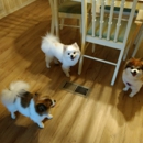 Tailwaggers Pet Grooming - Pet Grooming