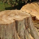 A & W Tree Service - Tree Service