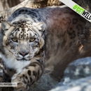Catoctin Wildlife Preserve - Zoos