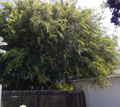 American  Arbor Care - Lomita, CA