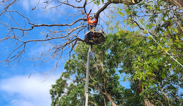 LTM Trees