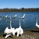 Kellogg Bird Sanctuary