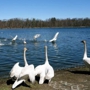 Kellogg Bird Sanctuary