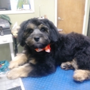 Claws-N-Paws - Pet Services