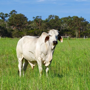 Isis Veterinary Services - Childers, QLD