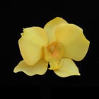 Yellow Orchid