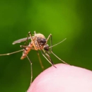 Balogh's Pest Control