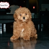 Dream Puppy gallery