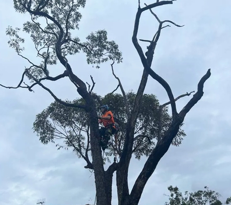 Central Coast Tree Removal - Kanwal, NSW