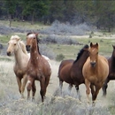 Horseback Oregon