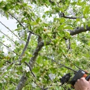 Jones Tree Service - Tree Service