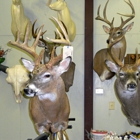 Duncan Wildlife Taxidermy