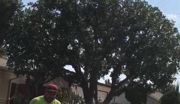 Angel's Tree Service - Orange, CA