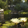 Koi Market Aquatic Gardens gallery