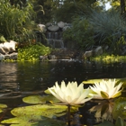 Koi Market Aquatic Gardens