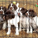 North Star Kennels - Kennels