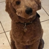 Canine Design Salon, Spa and Resort gallery
