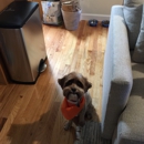 Bernie's Grooming City Dog - Pet Grooming