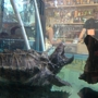 Hogtown Reptile Shop Inc