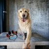Soggy Paws Grooming gallery