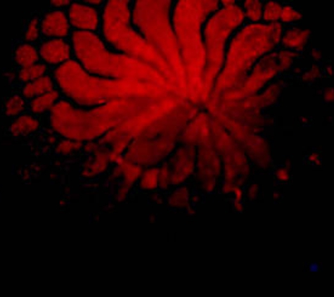 Australian Institute Of Marine Science - After Hours-