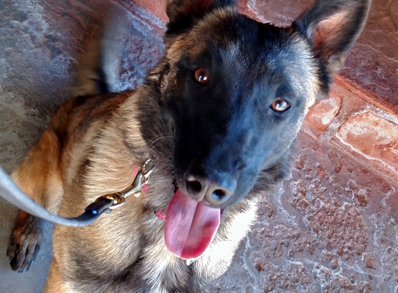 Atsui DogWorks, LLC - Santa Teresa, NM