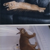 Animal Hospital of Boone gallery