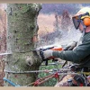 Daves Tree Service of Michigan Inc. gallery