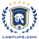 Labpups.com - Hostels