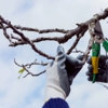 Taylor Tree Removal Company gallery
