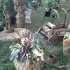 Holly Acres Nursery gallery